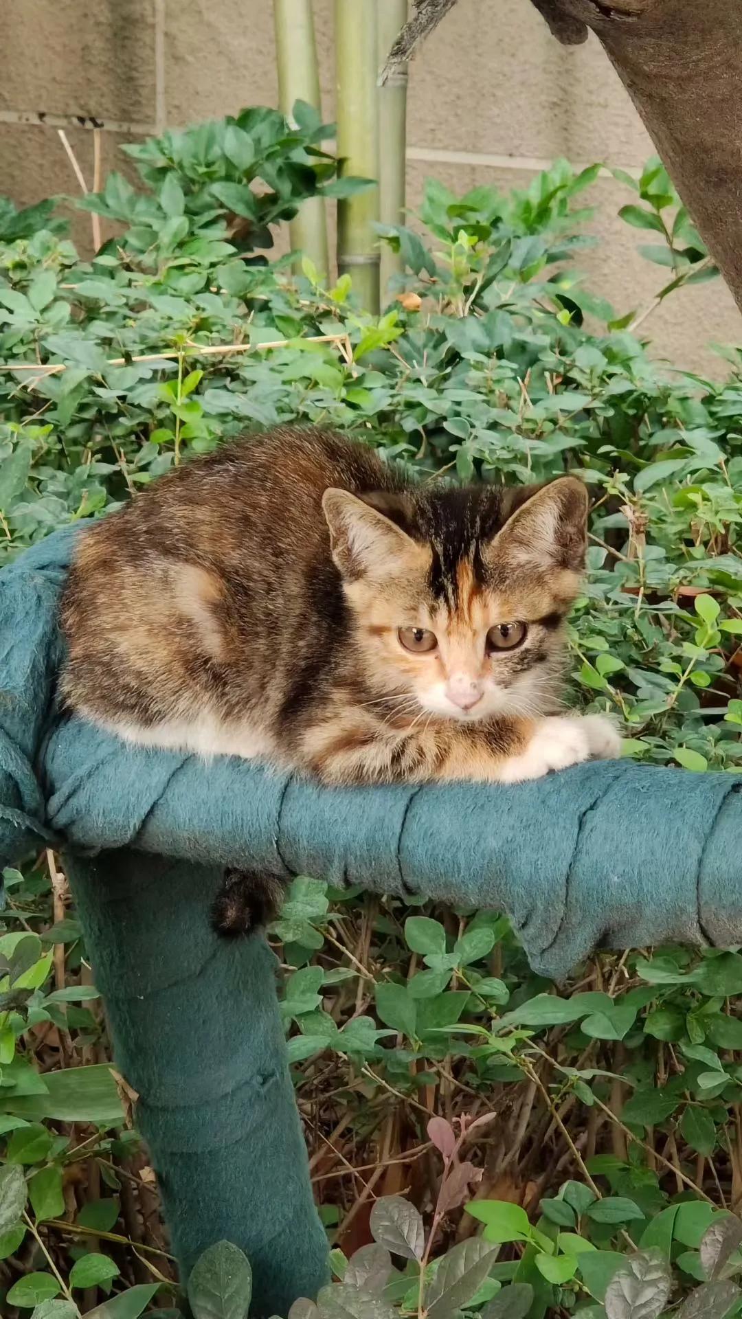 猫咪成长记
       猫幼崽 小区里的小猫会爬树了，好萌啊！
家里没有养宠物