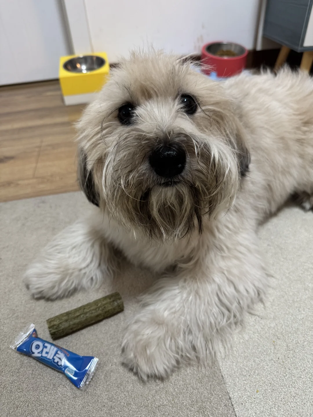 有什么合适的班上吗 把这个馋鬼送去干干