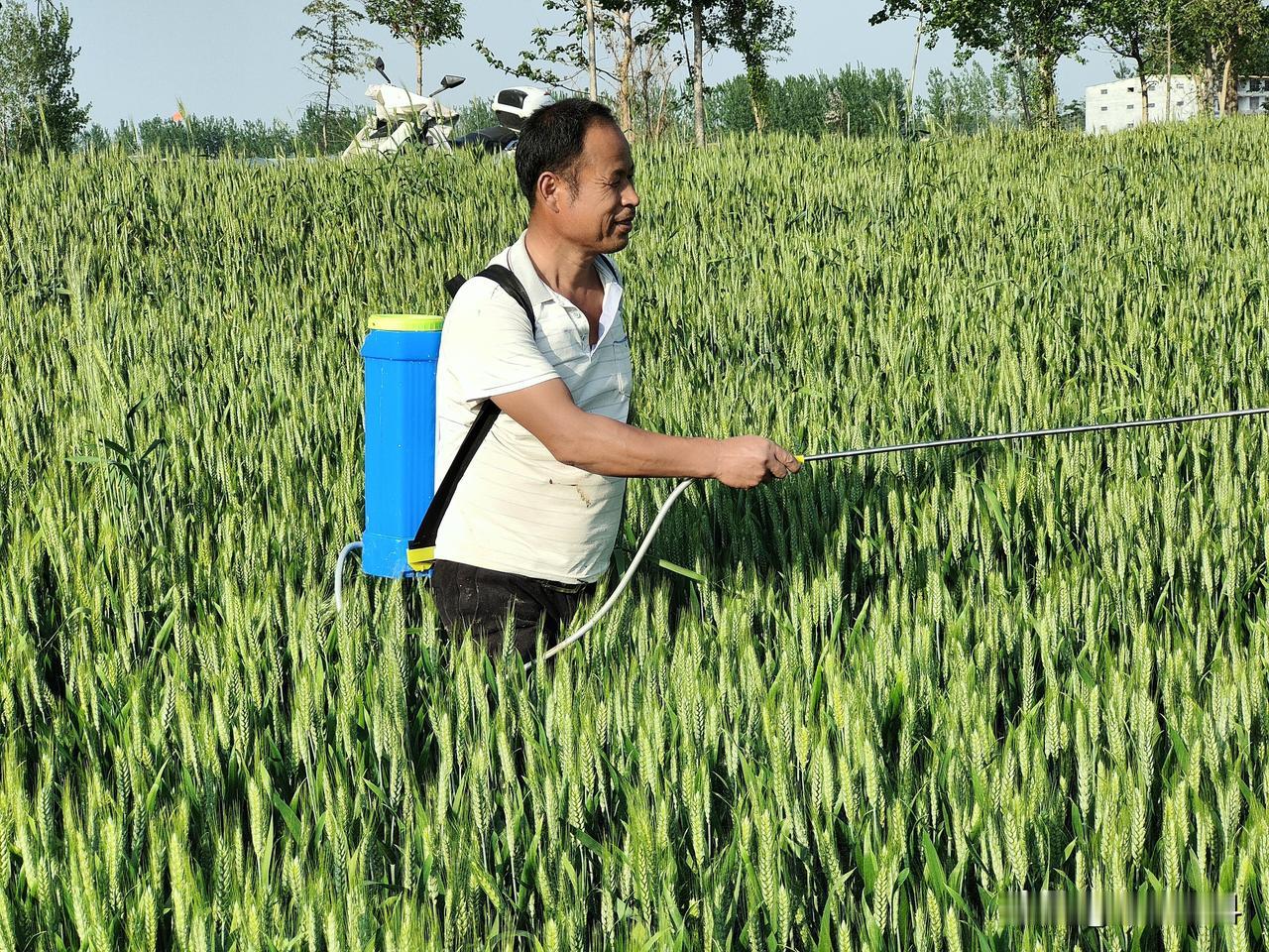 一、小麦拔节期，用磷酸二氢钾50克和芸苔素10克，兑水30到40斤喷雾，可促进分
