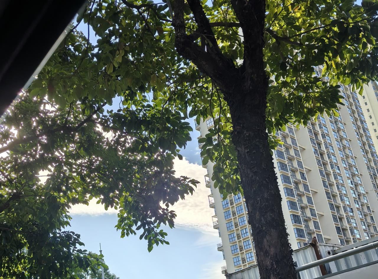 今天早上被公交晃醒的时候，我一睁眼就撞进了这棵树的影子里。
 
阳光像碎玻璃似的