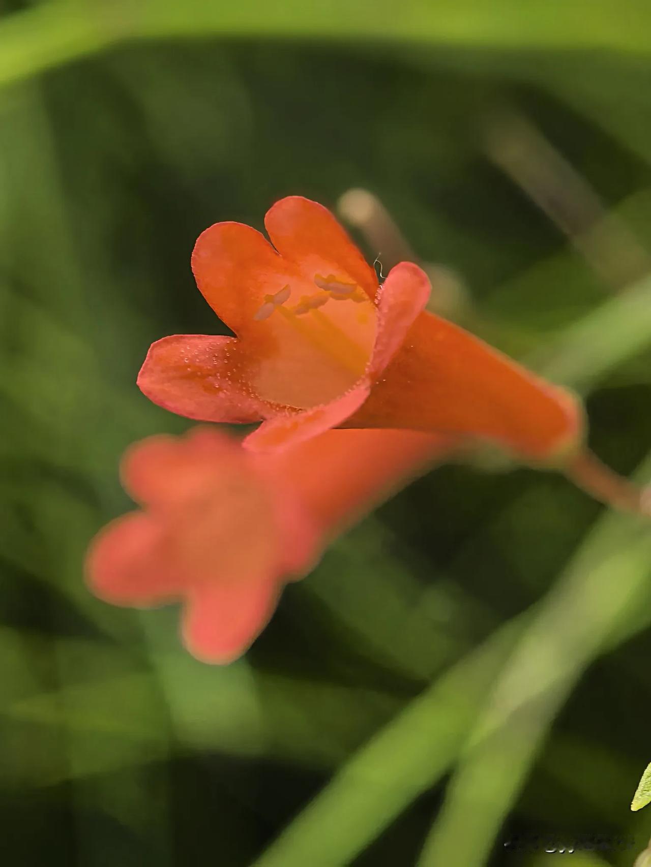 每日一花随手拍！
周末愉快[比心][比心][比心][比心][汤圆][汤圆][汤圆