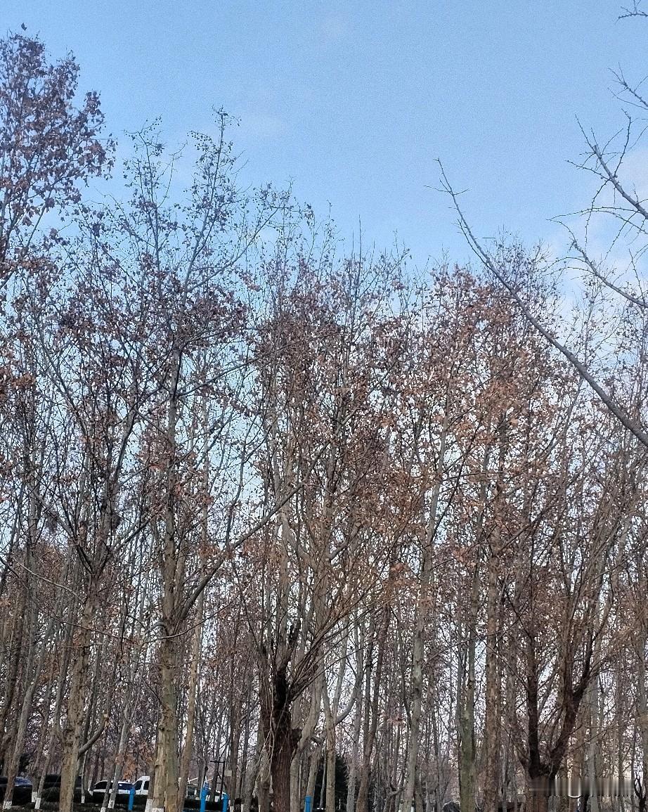 如果我问我老公，我穿汉服出门还是穿旗袍出门，我老公肯定让我选择汉服。
之前买了两