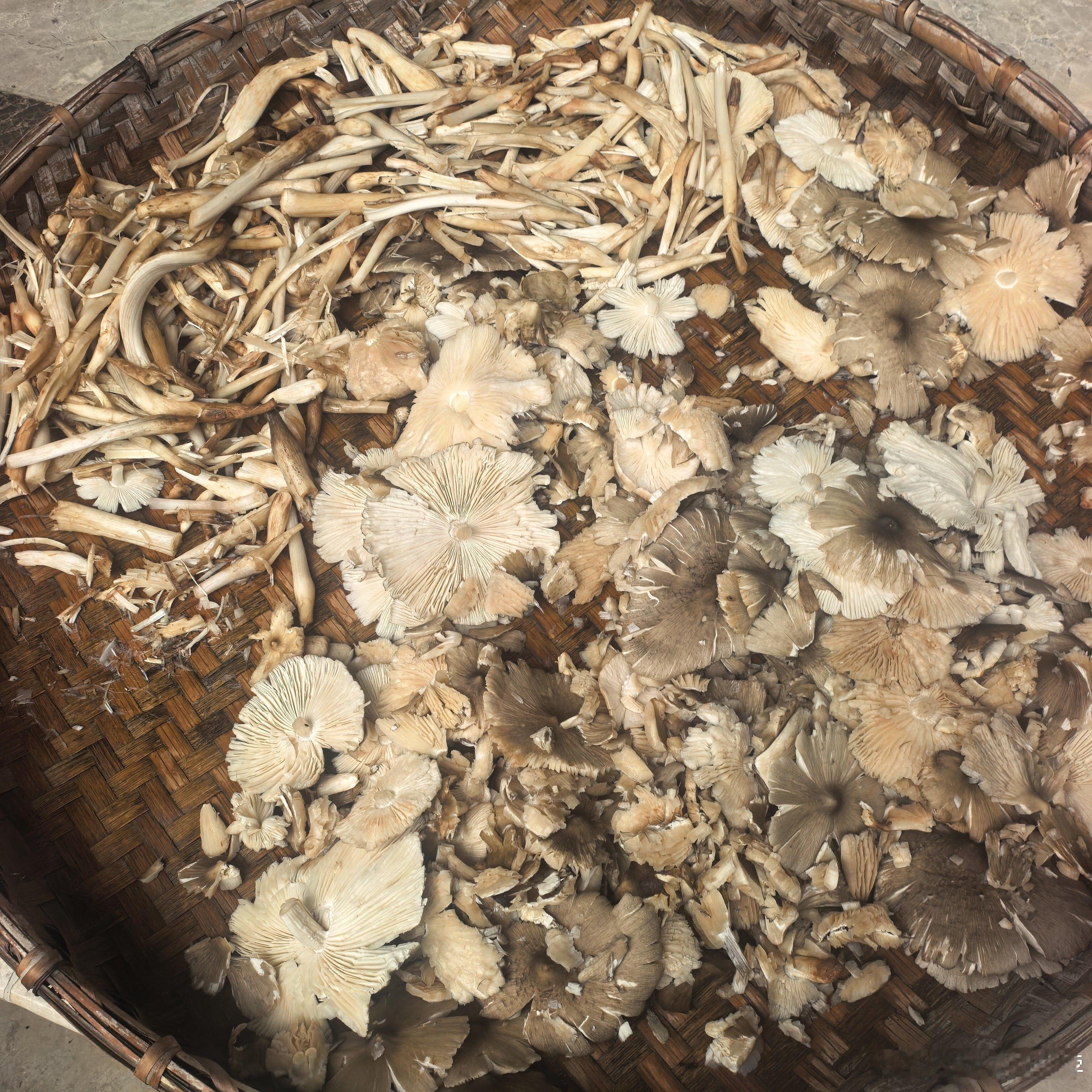 我妈做了一锅又一锅油鸡枞，还留了没炸干的一小碗给我当零嘴吃！ 