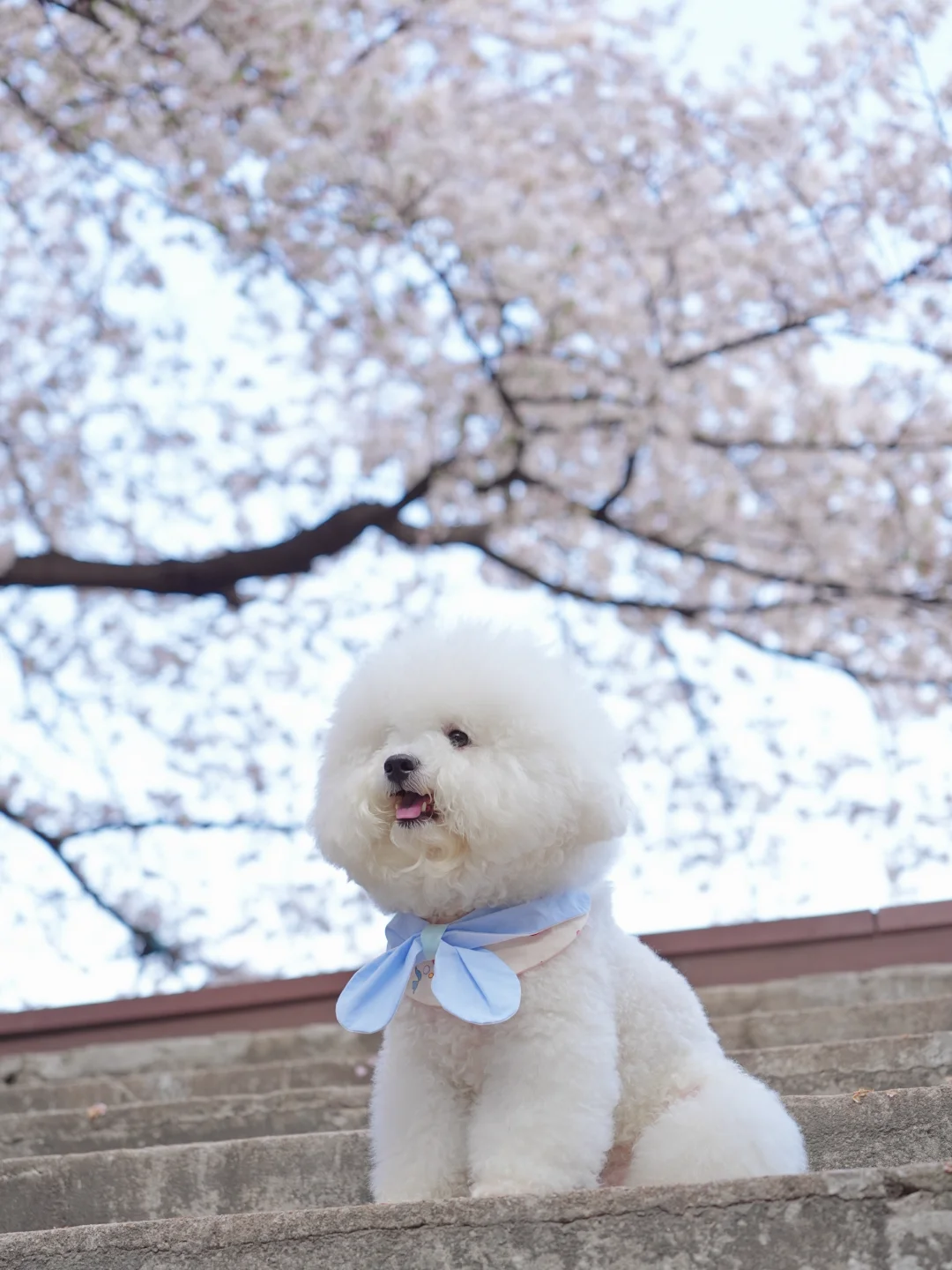 是樱花味的胖宝宝