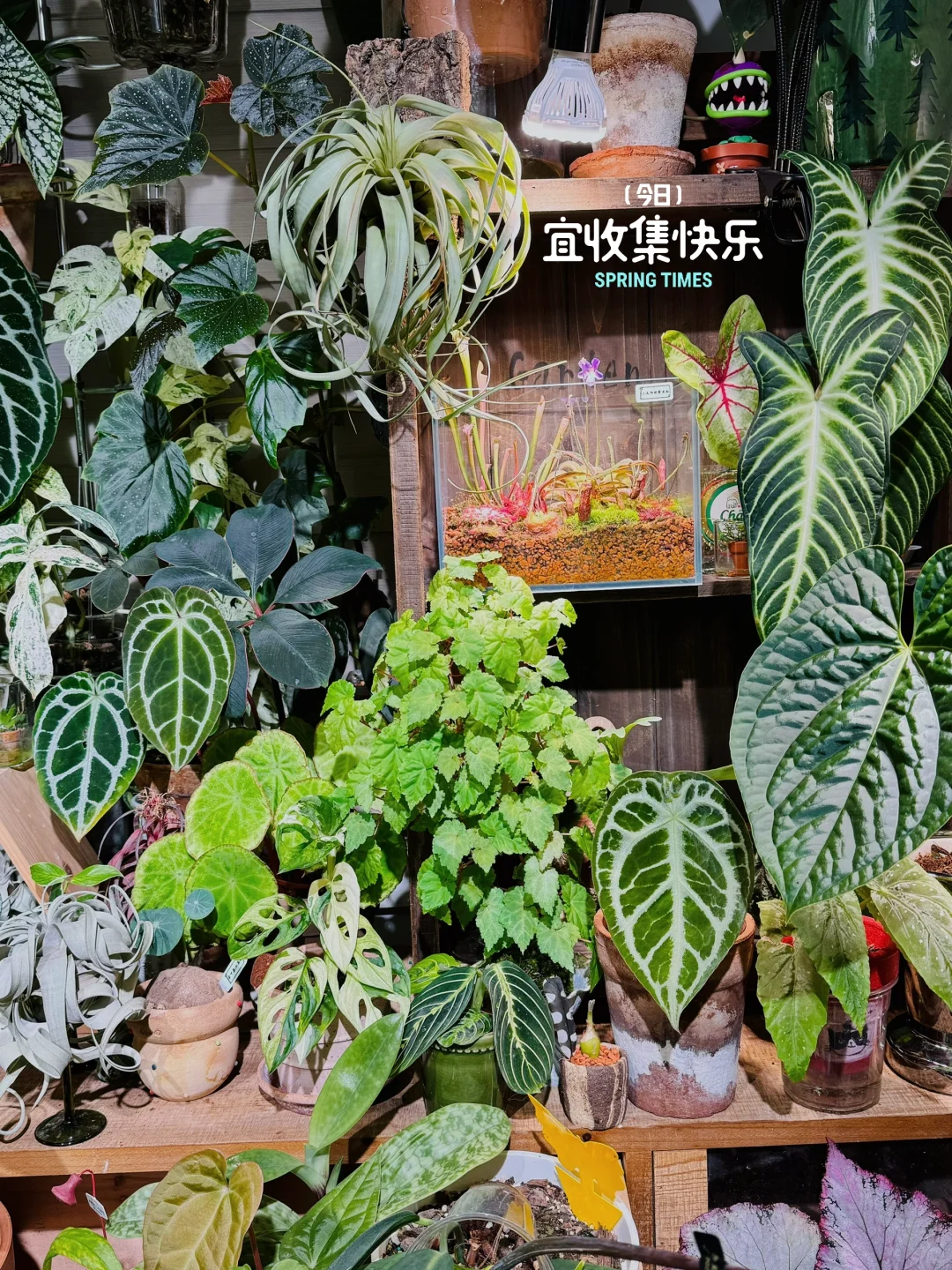 桌面上的绿植大杂烩
