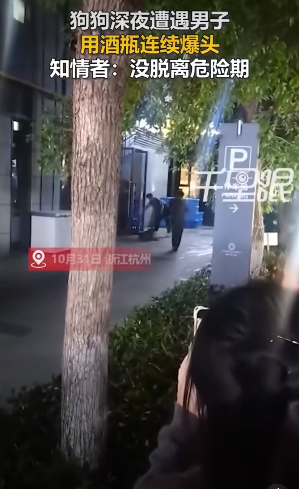 拴绳大狗惨遭柯基主人砸酒瓶爆头爱狗的人真的看不得这个，感情你的爱狗只爱你自己的狗