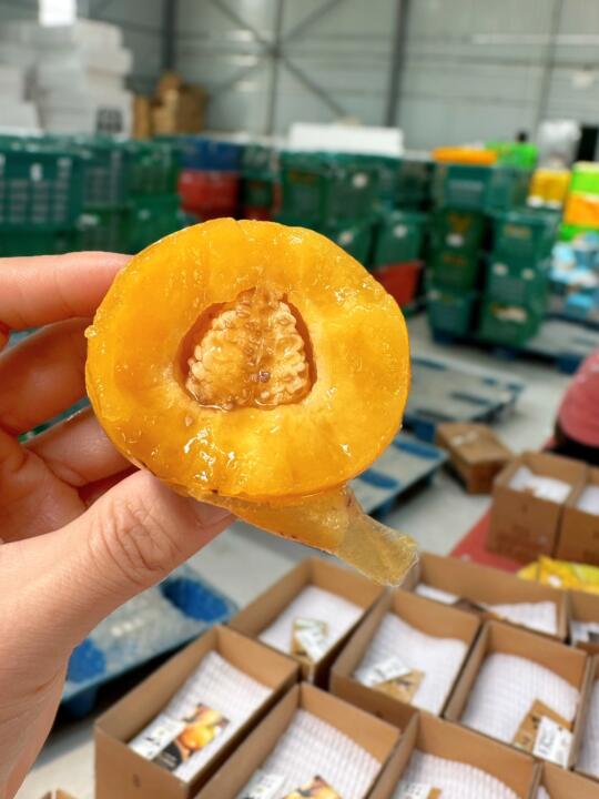 云南风化石里蹦出的“水炸弹”！