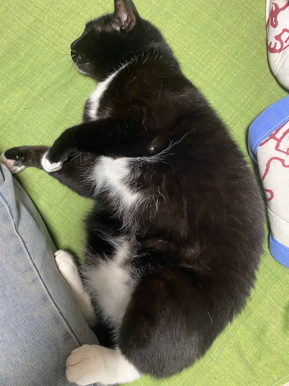 想象…被热乎有劲儿的白脚踩着…daily奶牛猫 （投稿：） 