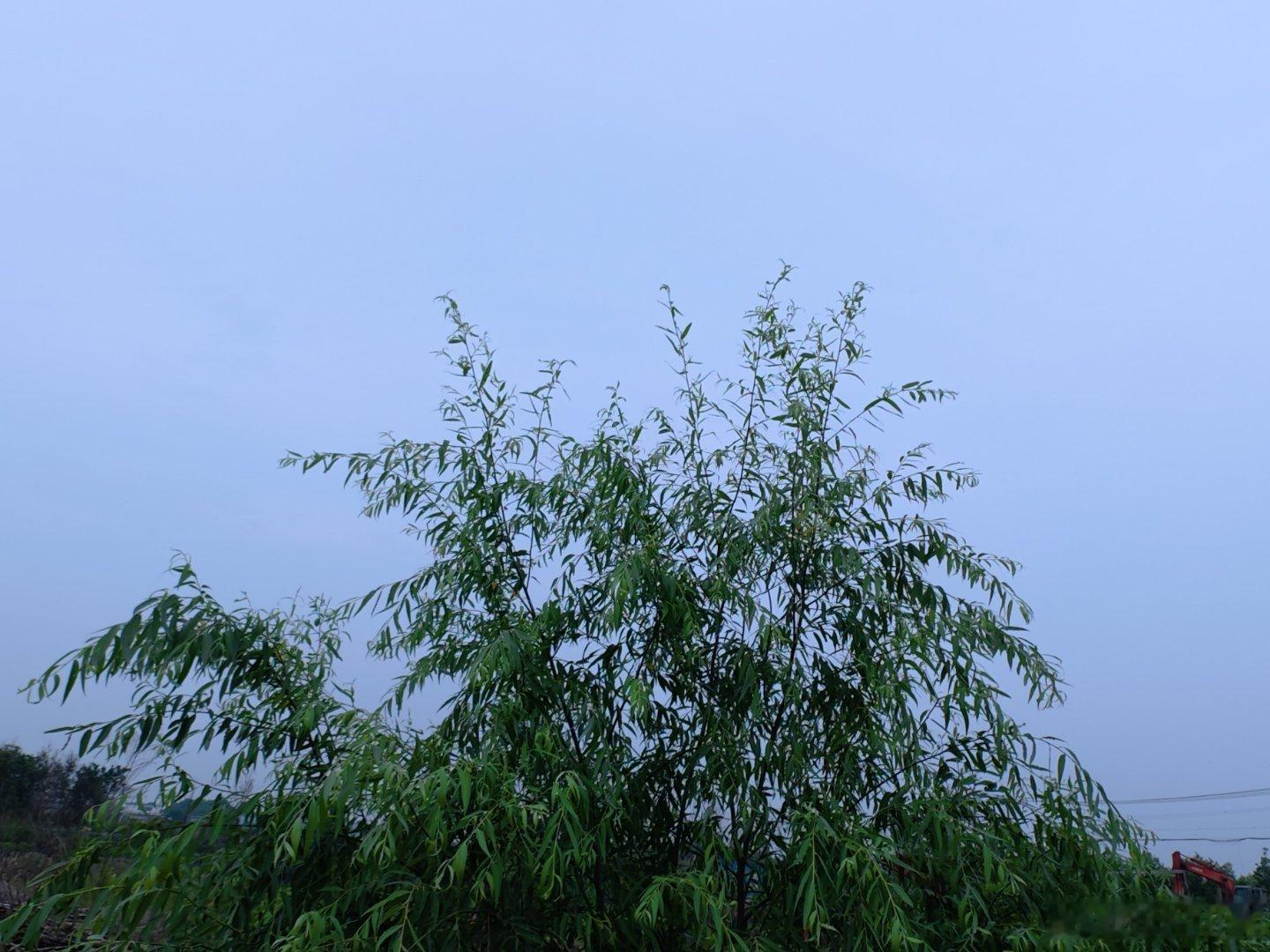 今天想变成草丛里的虫 