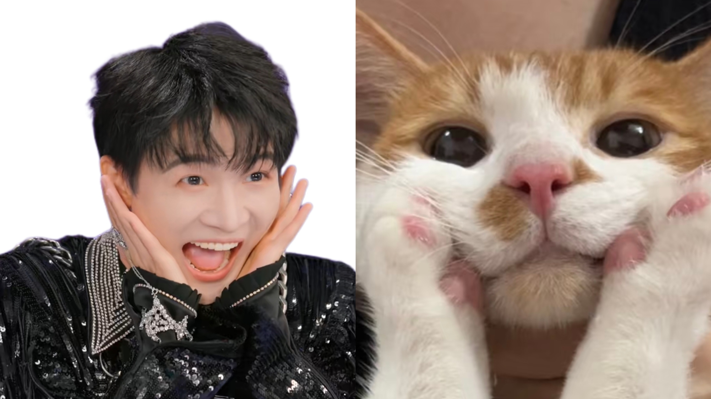 小猫真的一模一样啊啊啊连毛色都对应上了🥺🥺 