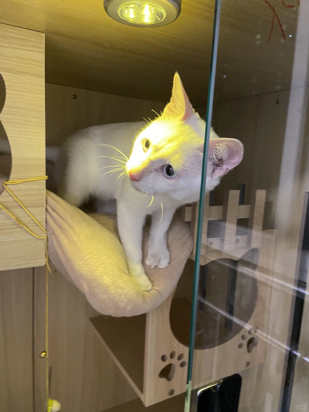 不睡觉的猫咪