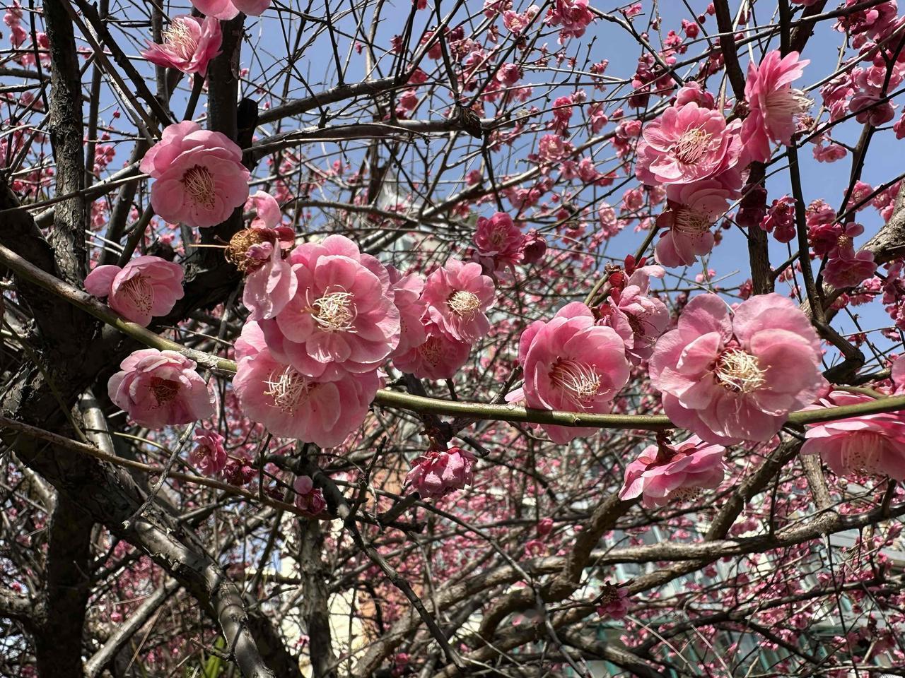 梅花梅海梅香，梅梅报春；红色白色粉色，色色迷人。