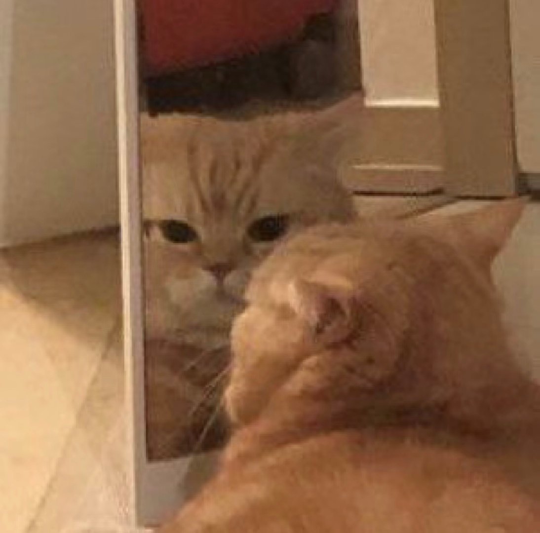 可爱猫猫狗狗表情包 ​​​