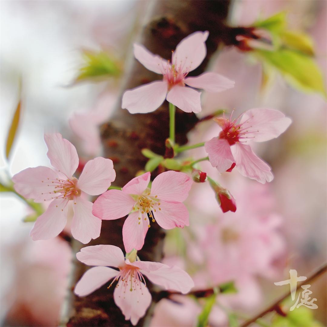 今天是 3 月 20 日，农历二月二龙抬头，正好赶上春分，本世纪就 3 次的好日