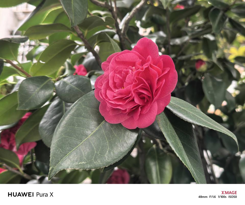 入手华为Pura x随手拍了几张照片，至于好坏我不做评价，因为好坏完全因人而异。