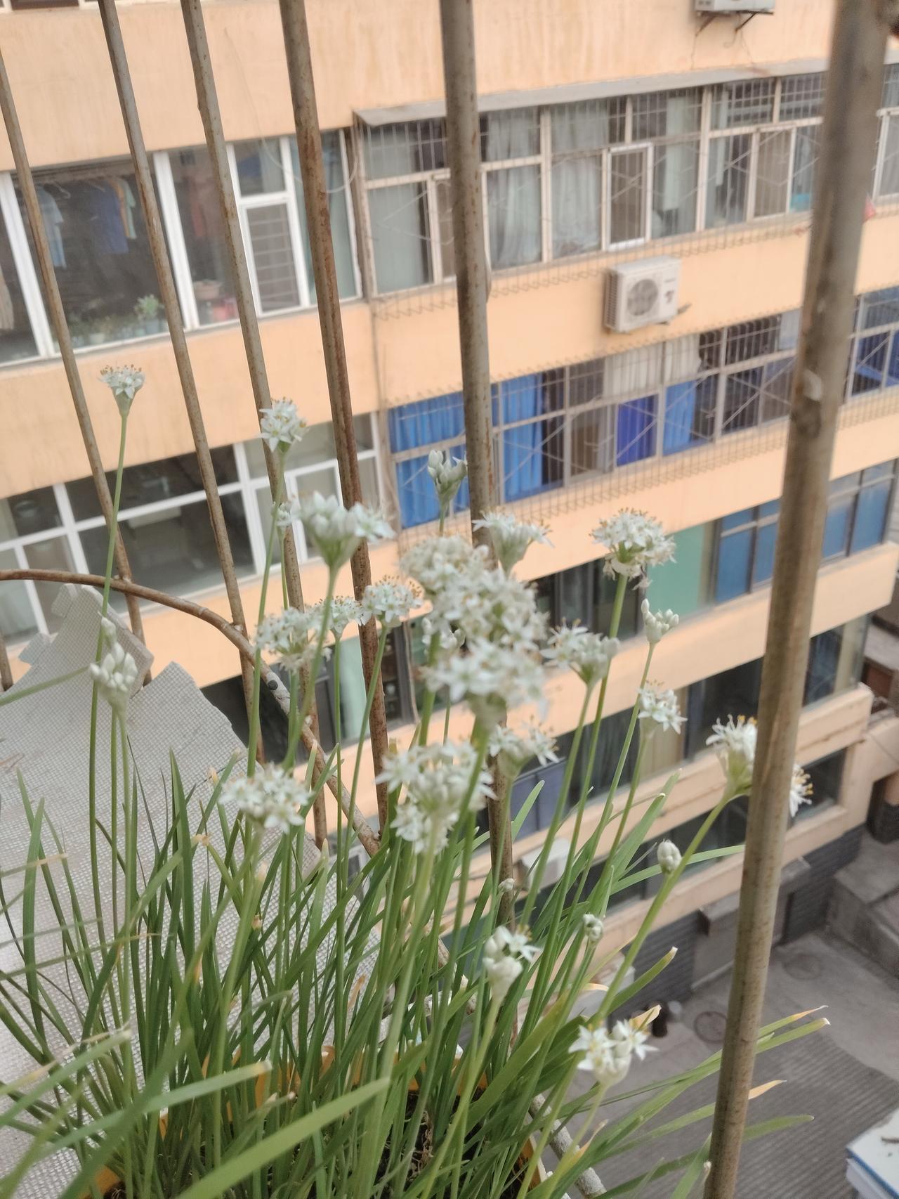 阳台一簇素雅白花，细细长长的花杆，星星点点细碎的小白花，安安静静绽放在窗边。
没
