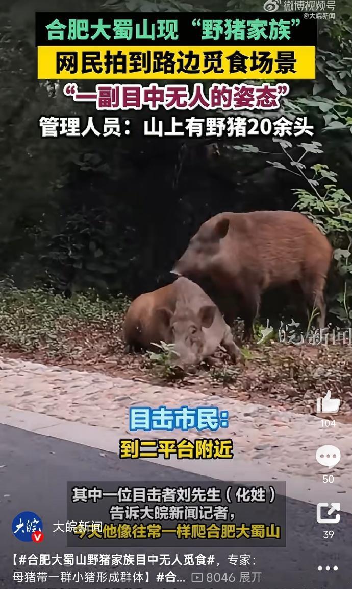 合肥大蜀山管理员称，山上现有20余头野猪。
大蜀山现在又是野猪又是蛇的，看来环境