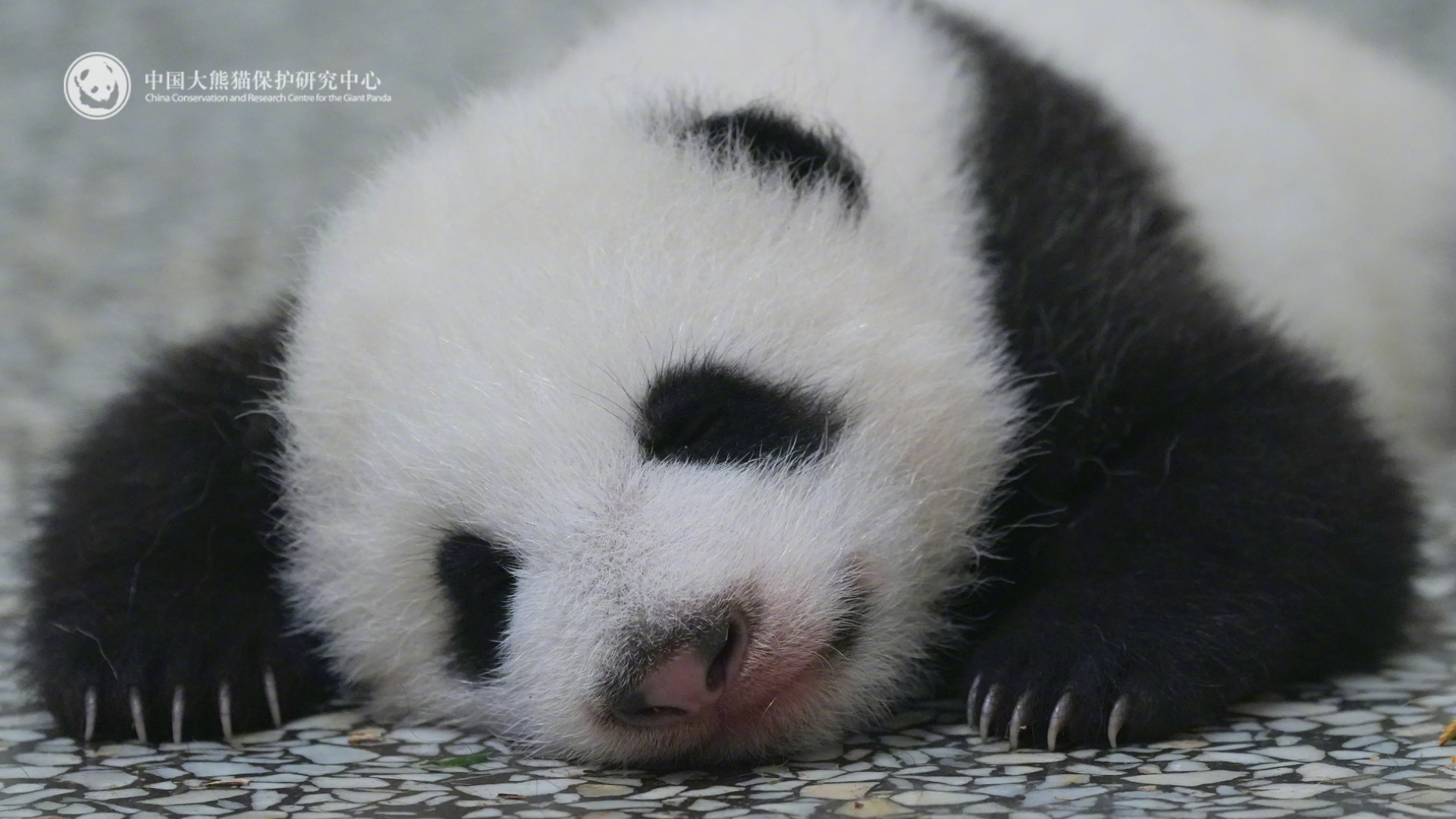 报告！发现一只小眼圈儿的“趴趴熊”！[憧憬] 大熊猫翠翠崽 熊猫趣图（来源：） 