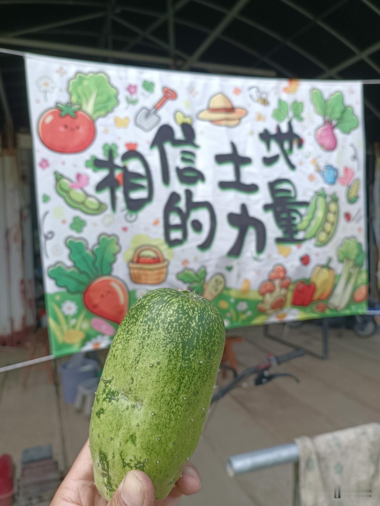 爱上这一口秋黄瓜🌱
在农场守候许久，终于等到秋黄瓜成熟。
不像春黄瓜长得那么顺