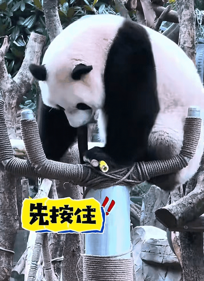 莽小五像不像个大白面馒头？小家伙如果再膨胀下去，馒头就真的会开花开朵啦[偷笑]