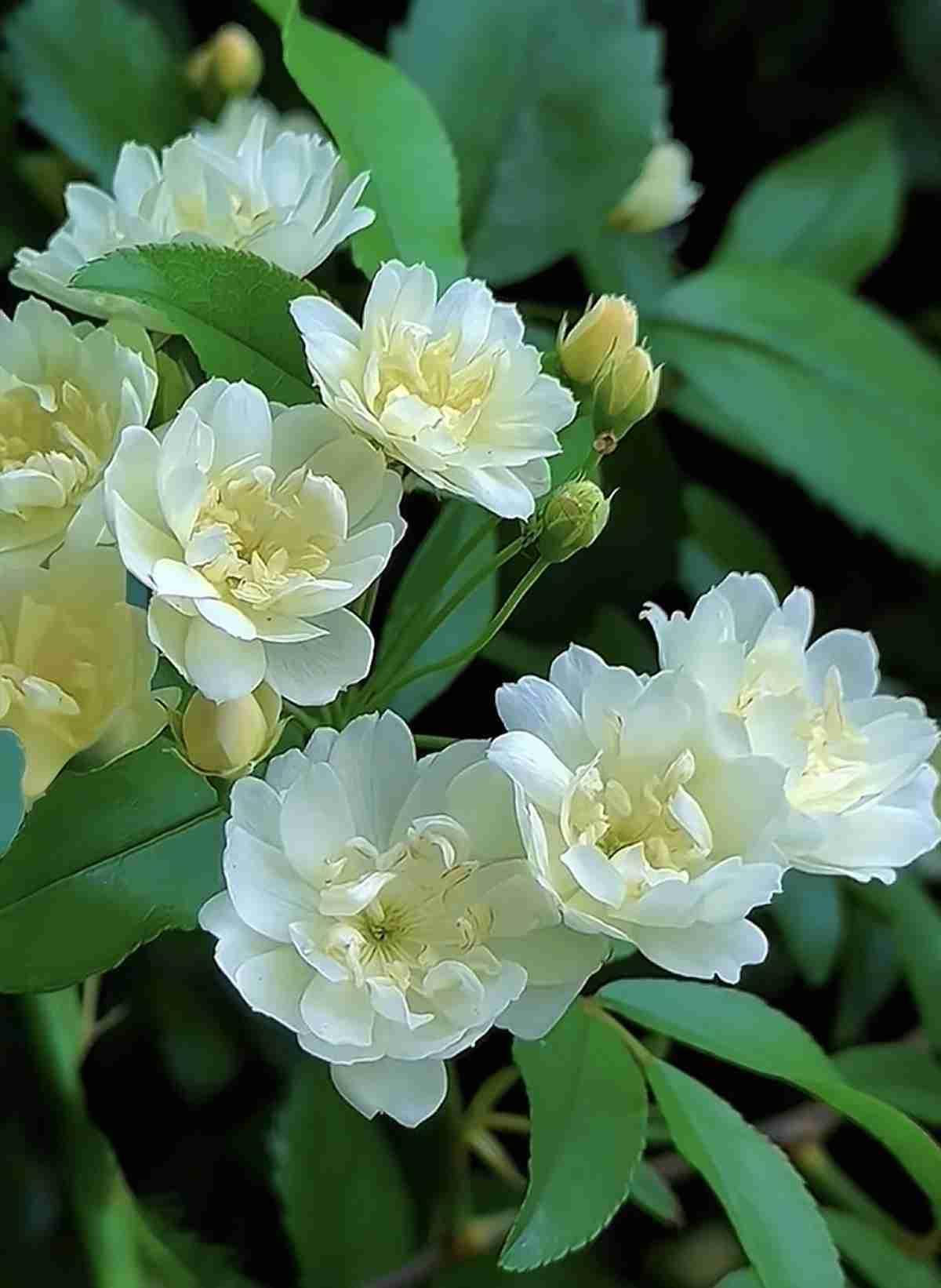 我的今日状态：😁轻松愉快
我这里的天气：☀️晴天，风和日丽，春暖花开，欣赏花美