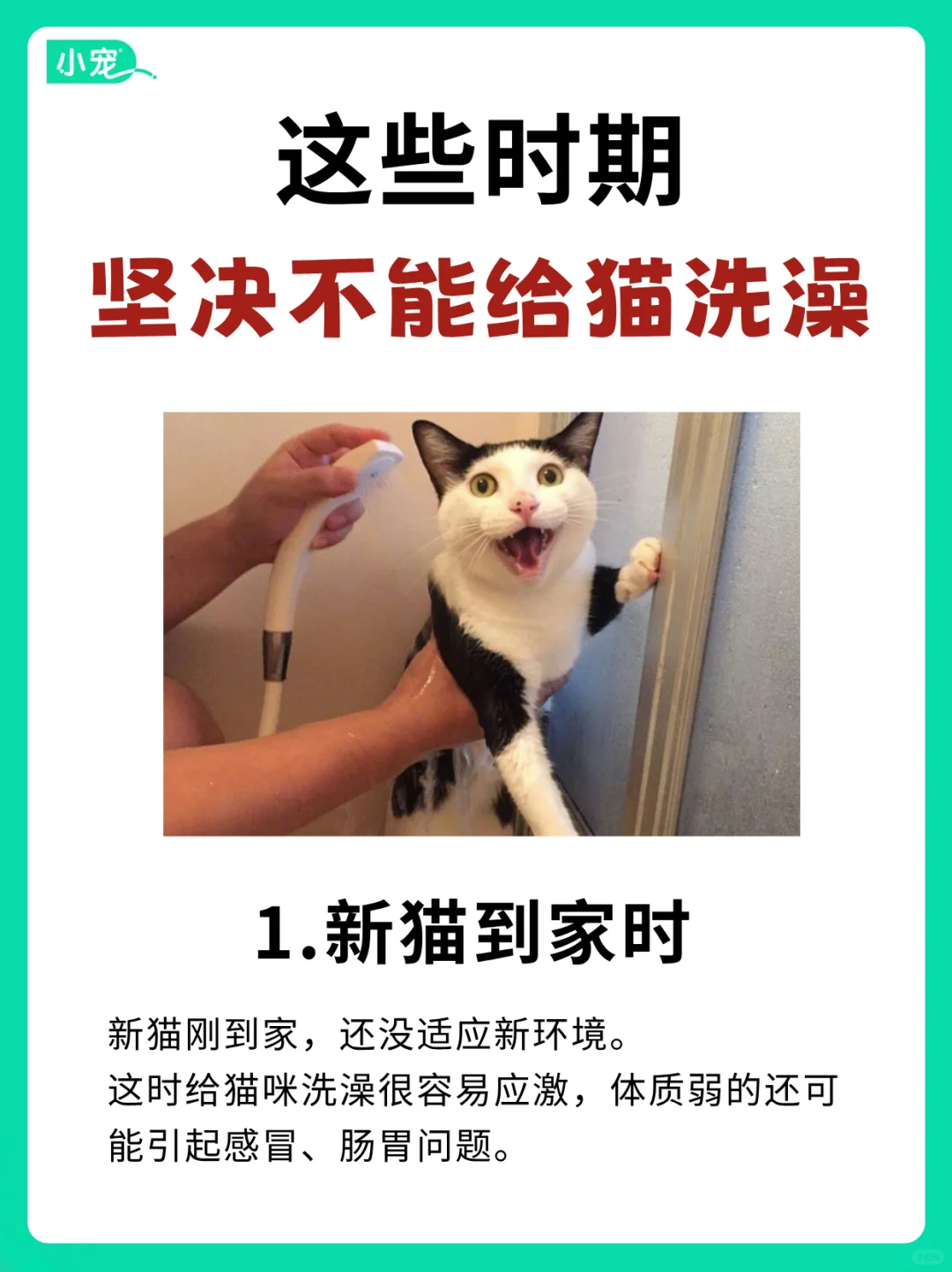 猫咪洗澡大忌！这些时期千万别洗