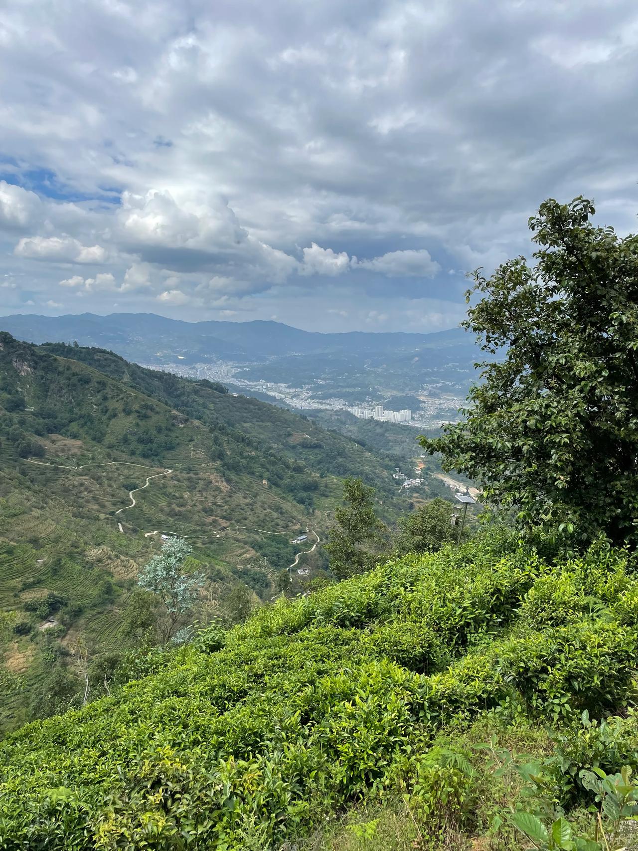 【生态科技助力凤庆21座茶好、景美的“绿美茶园”，成为茶旅融合、乡村振兴之典范】