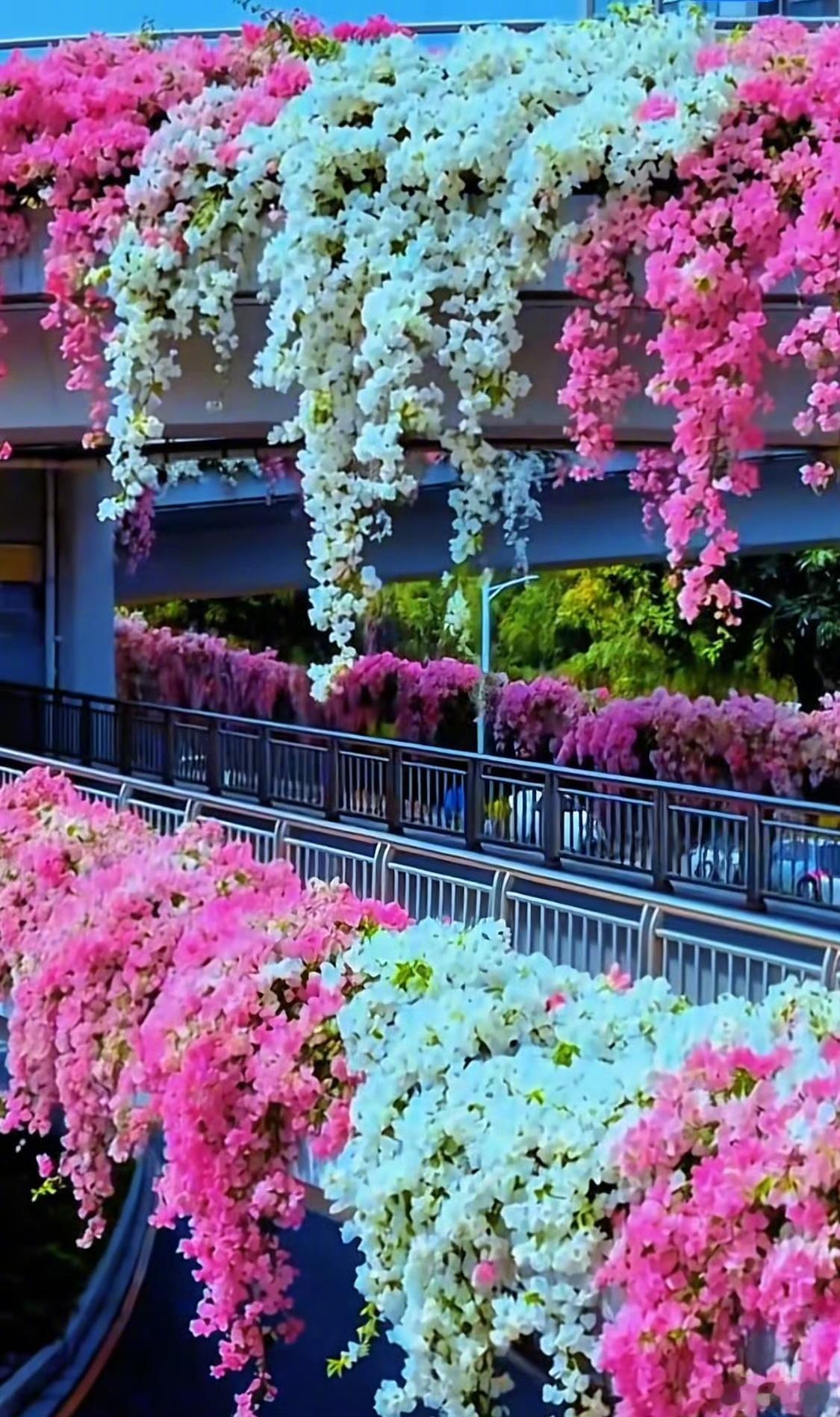 深圳的大雪深圳的大雪是大花节气 深圳的大雪大雪：无雪有花北方大雪裹棉袄，南方短袖