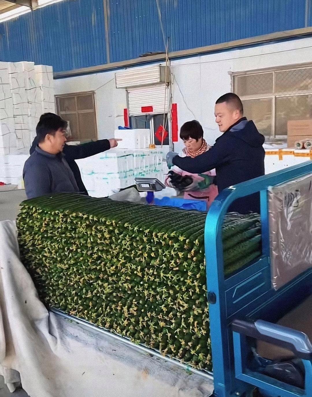 农户为什么可以把黄瓜种的这么直溜！大小几乎一模一样，谁懂？ 