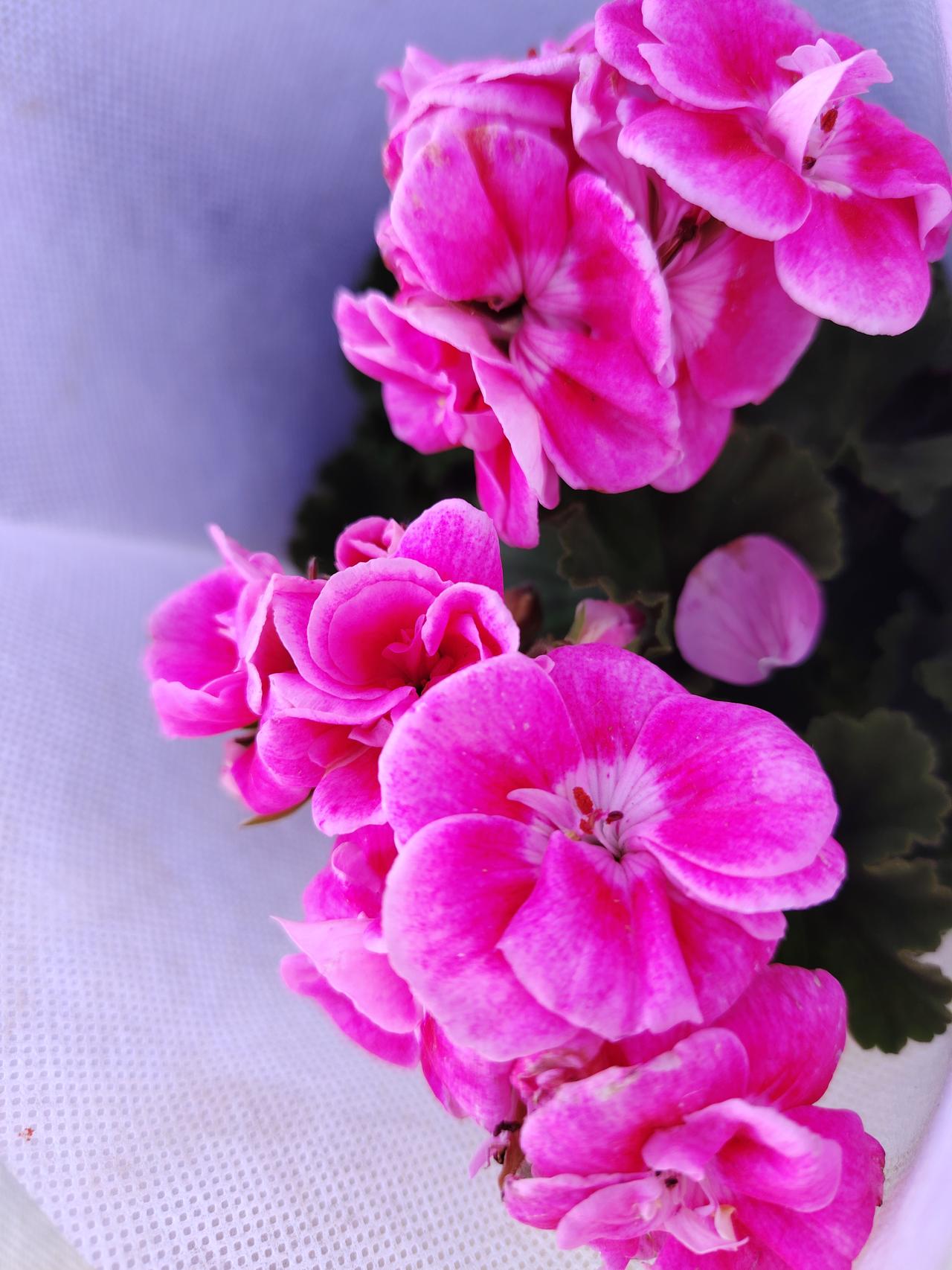 春日生活打卡季 粉嫩欲滴的绣球花，绽放在春日里，美不胜收！🌸💕