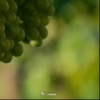 种植 0900青提（葡萄，常见阳光玫瑰/无核白鸡心）种植方法⚠️重点提醒：不要用