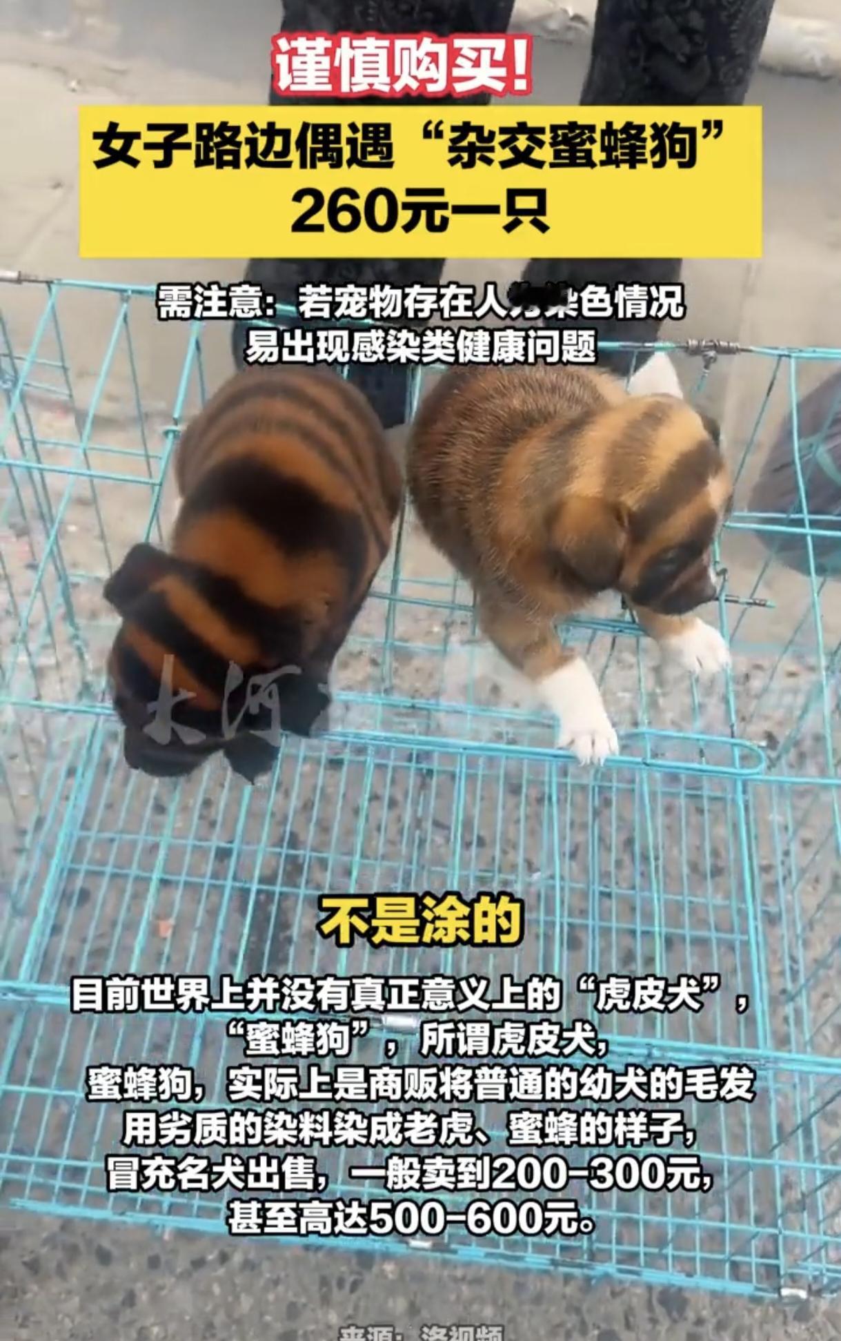 路边卖的“蜜蜂狗”“虎皮犬”别上当！这根本不是什么新品种，是商贩拿普通幼犬用劣质
