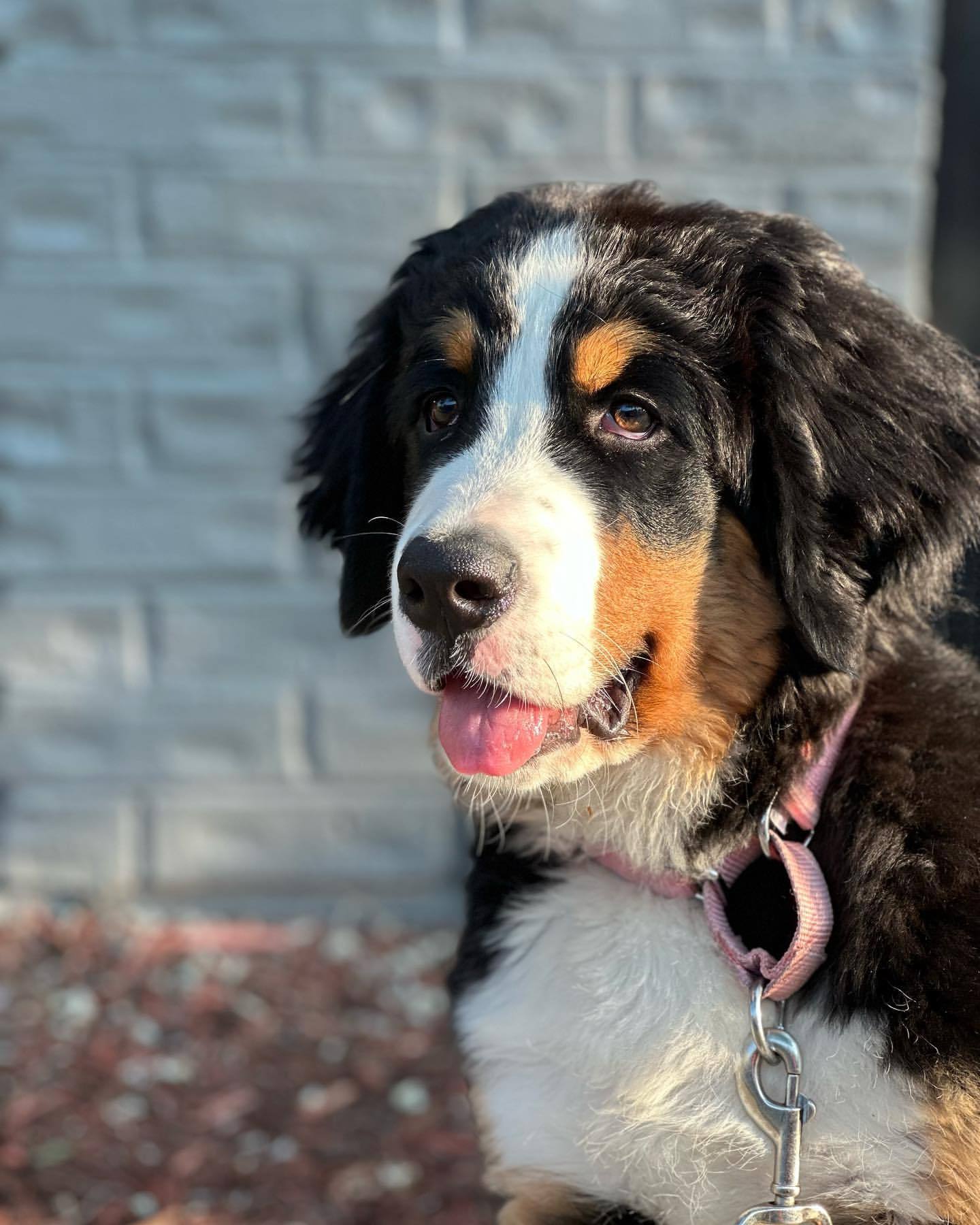 这一天是专属于您的礼物，生日快乐！ig：quinn_the_bernese ​​