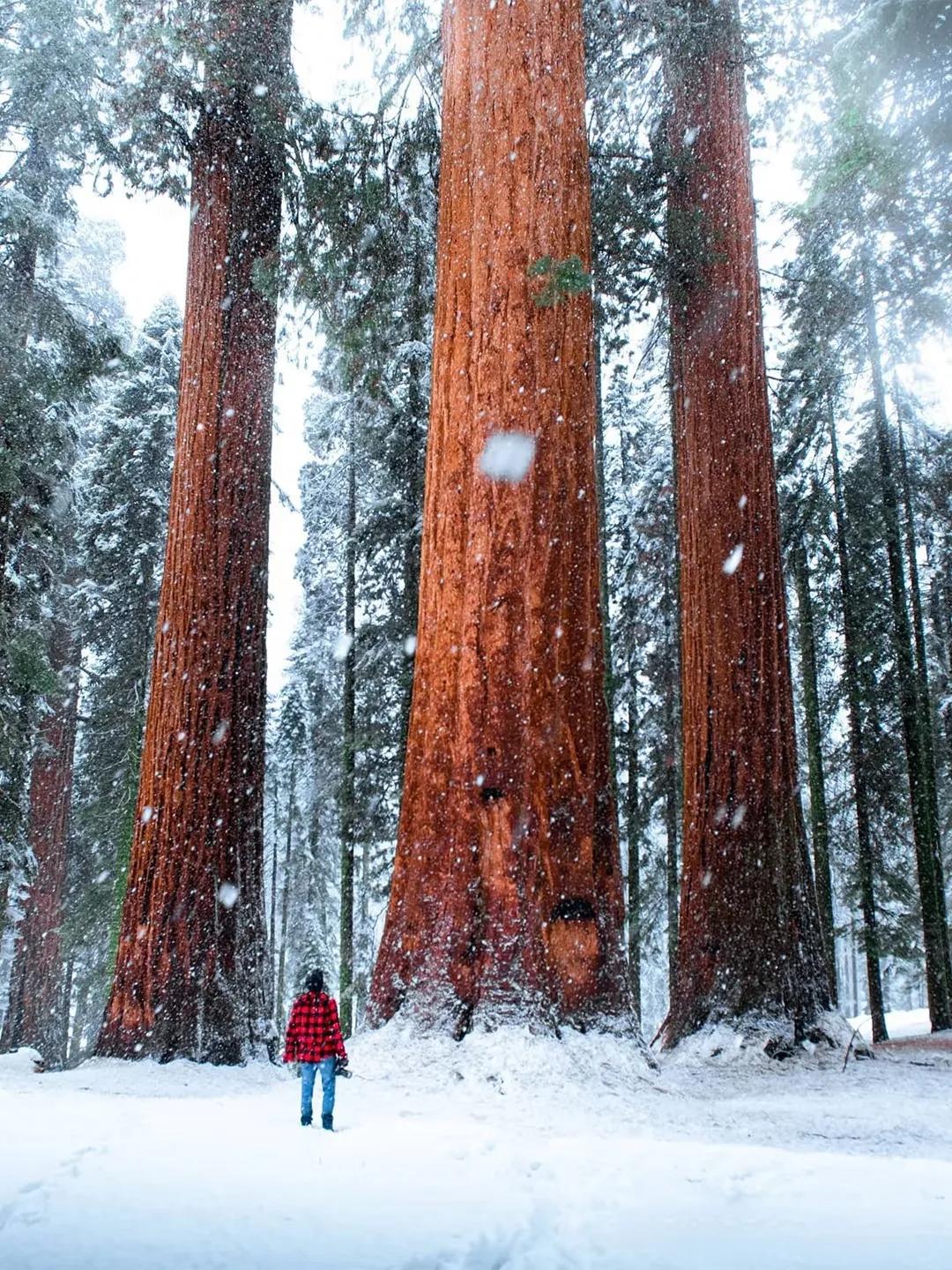 加州红杉树国家公园。看到的不是钢筋水泥的城市，而是妥妥的原始森林，面对最高一百多