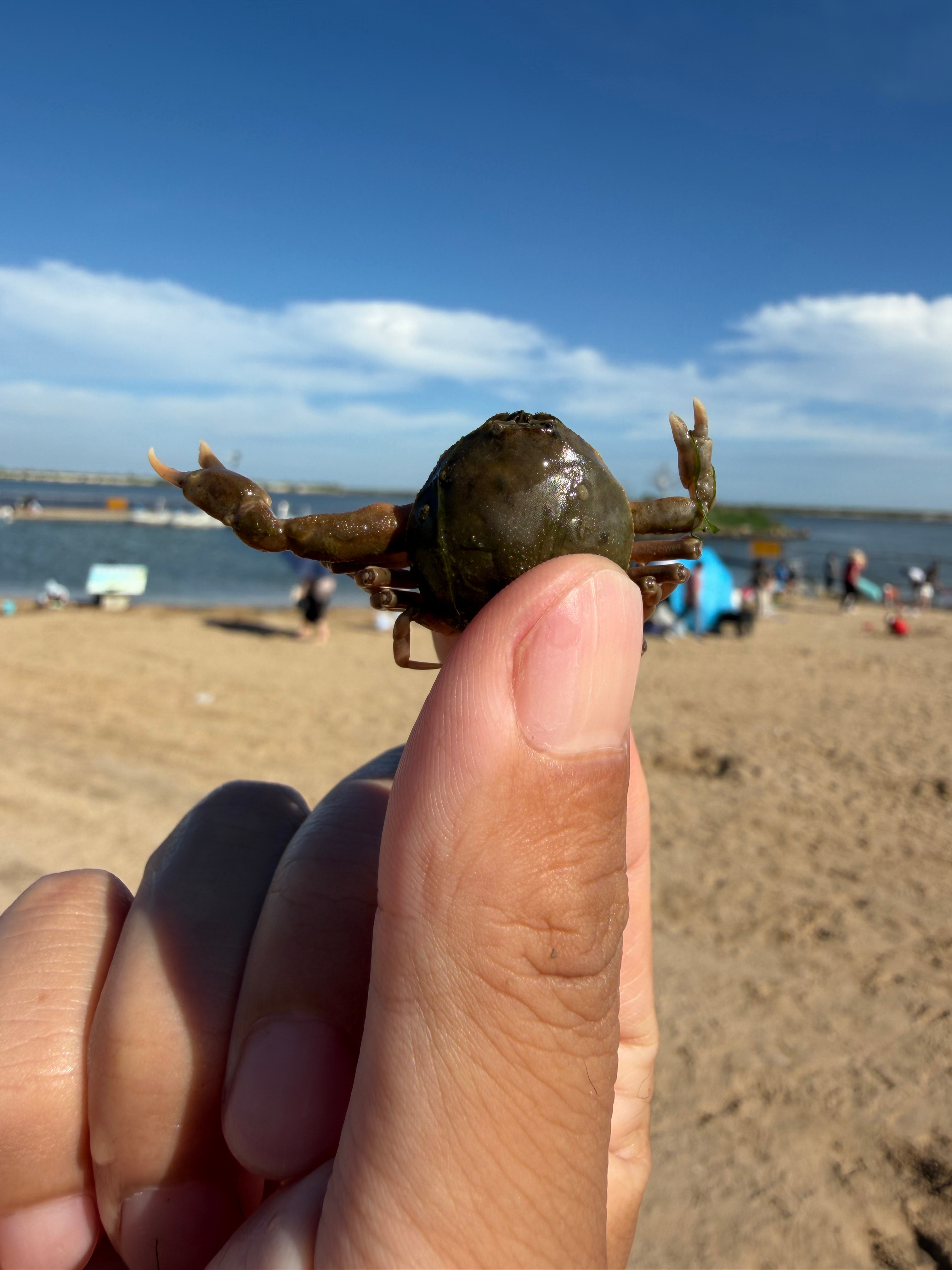螃蟹中的麒麟臂！ 天津·力高沙滩