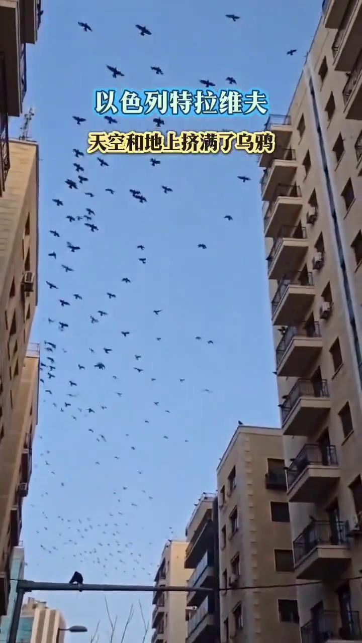 以色列特拉维夫。
天空和地上挤满了乌鸦。