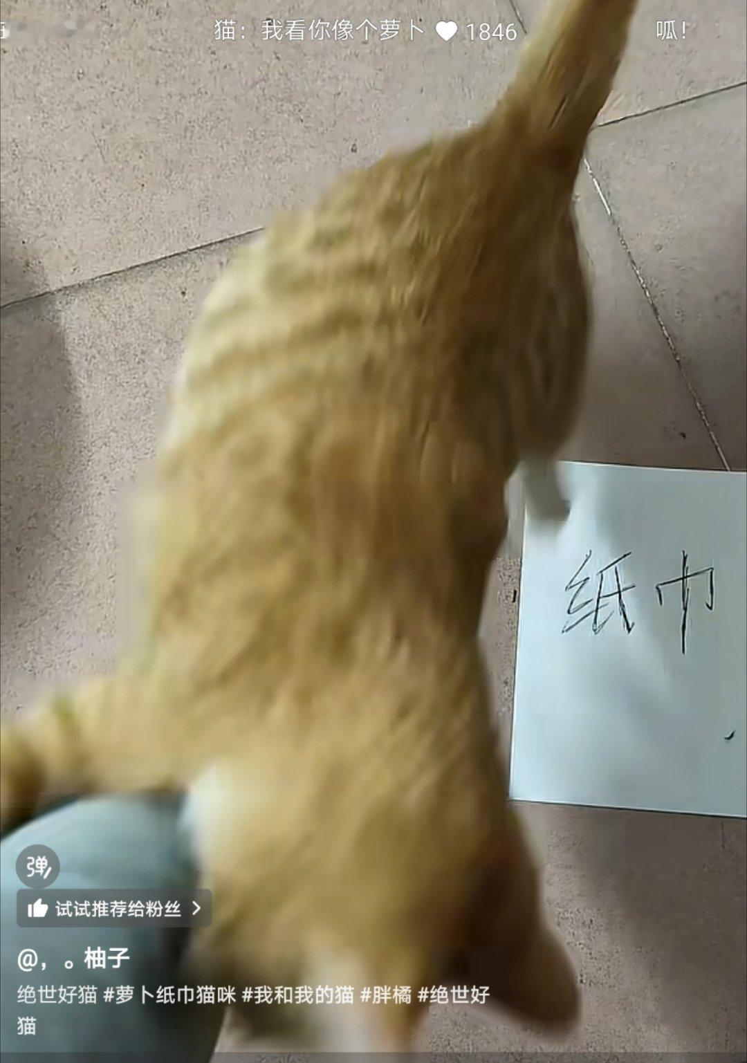 大笨猫 聪明小猫哈哈哈哈哈我刚刚看有人也在训练自己的猫咪，写了两张卡片，一个是胡