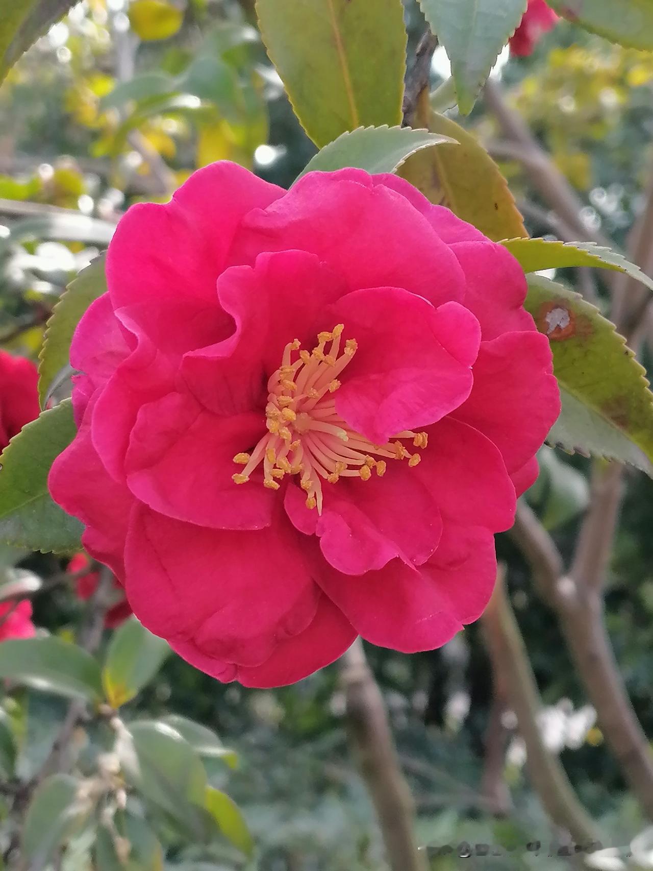 晒一张相册里的花