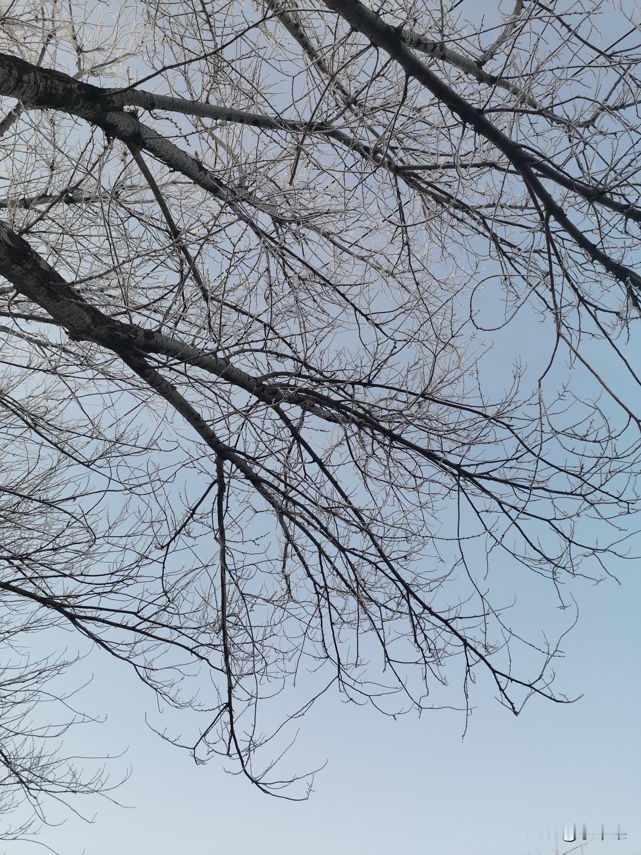 原来冬天是这样的，就像人一样会老会落叶归根