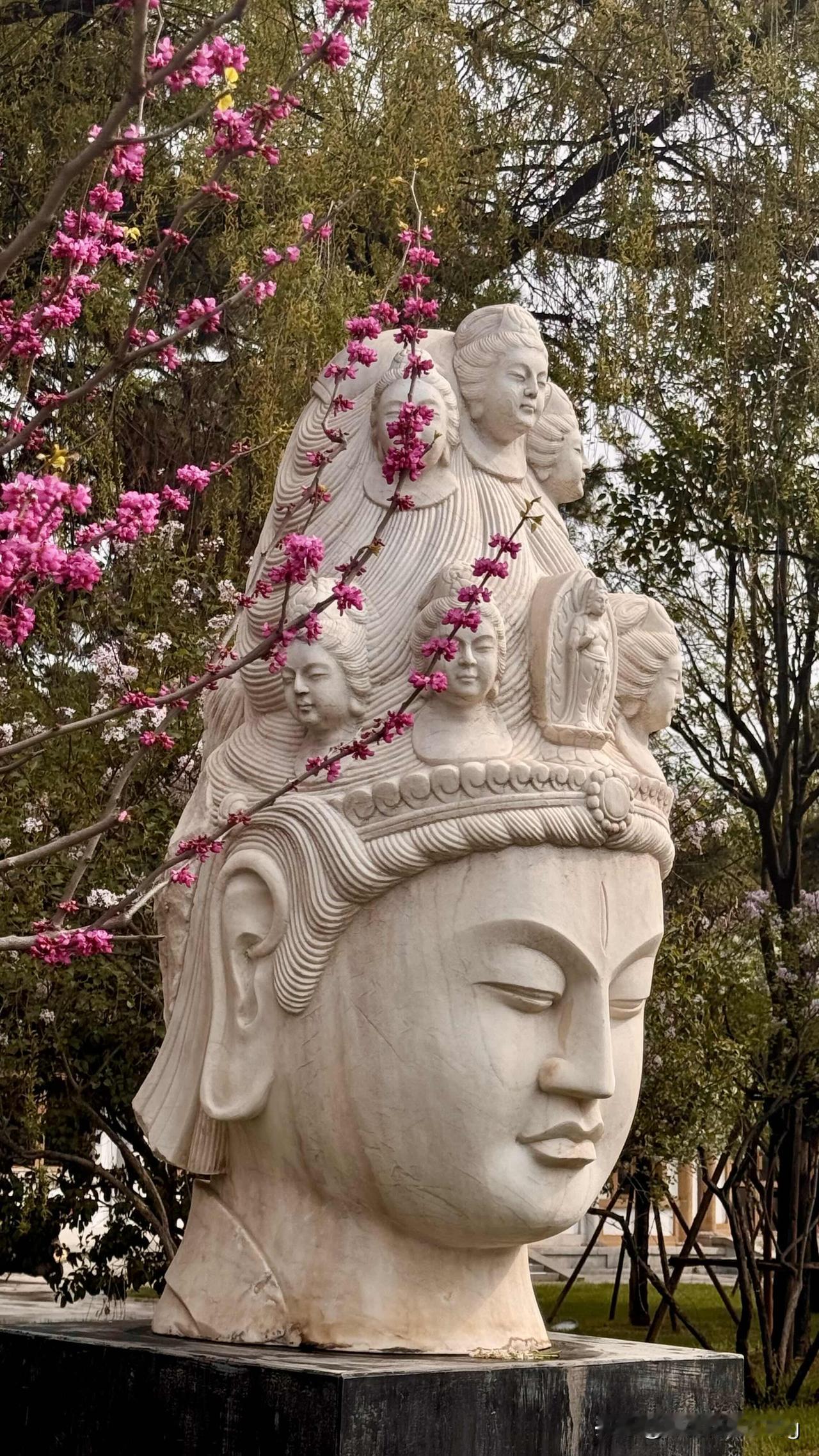 曲江池这也太美了电发一张你相册最近拍的花春日曲江池 曲江旅游度假区