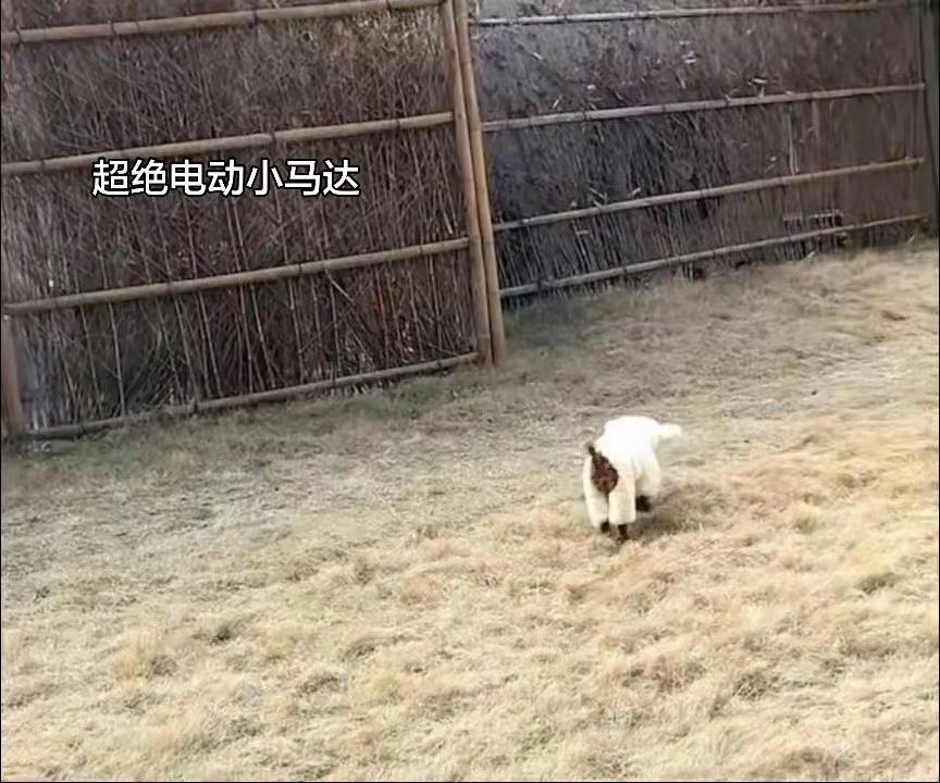 超绝电动马达臀～