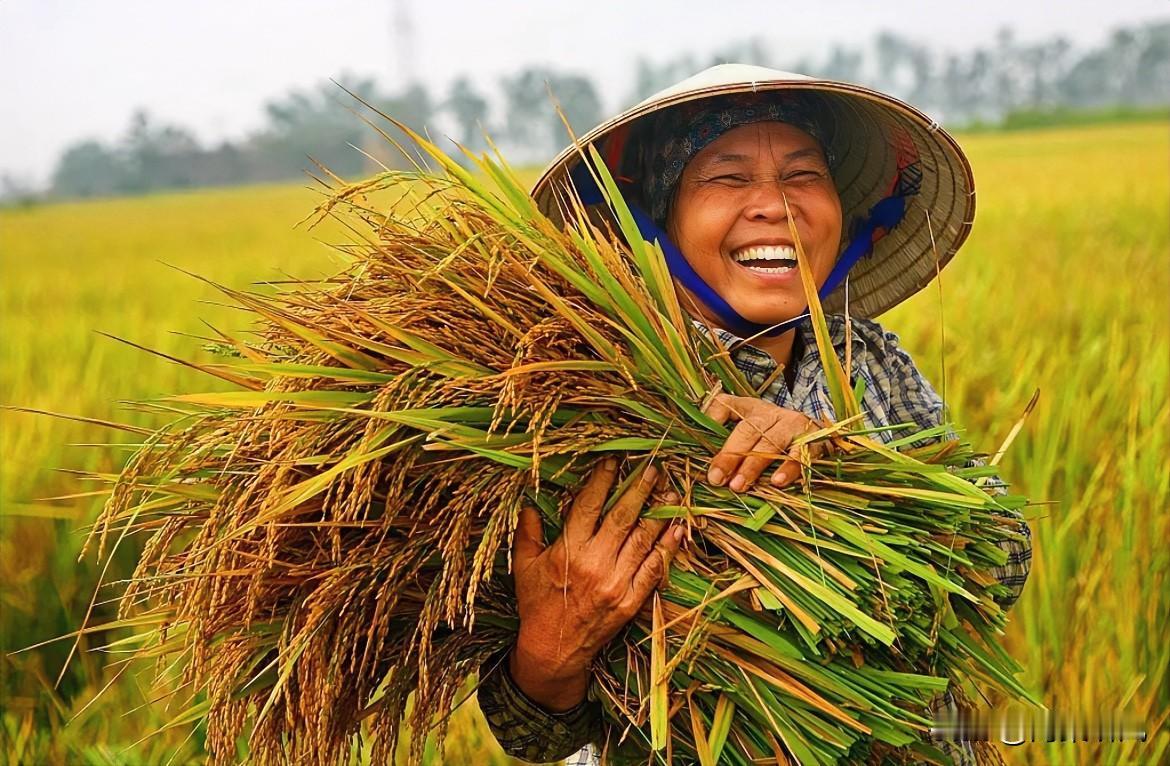 粮食价格上涨,能改变农民收入吗?
最近粮价稳中有升，看着是好事，但农民增收没那么