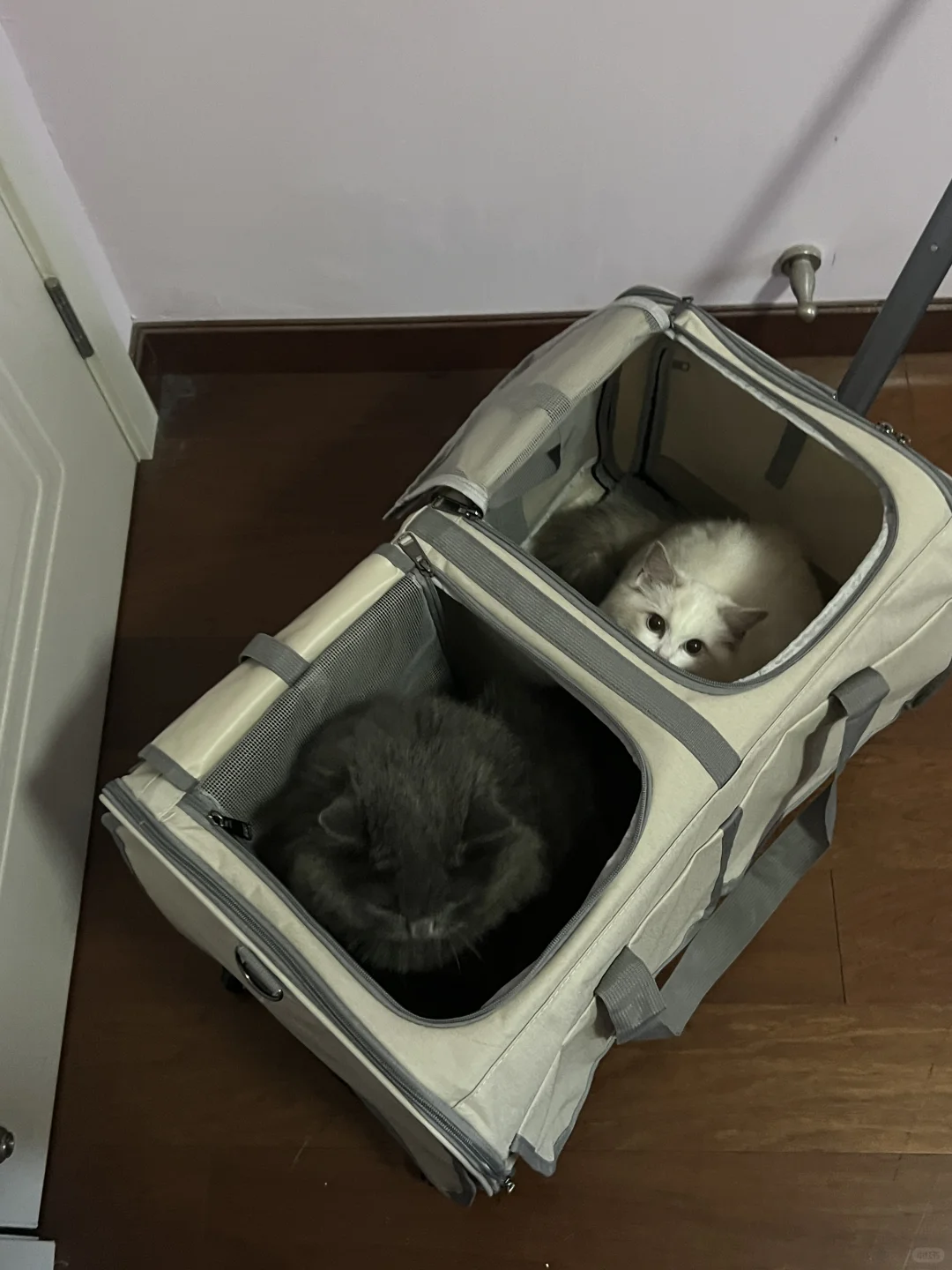 20斤大胖猫的绝佳出门猫包我淘到了！！！