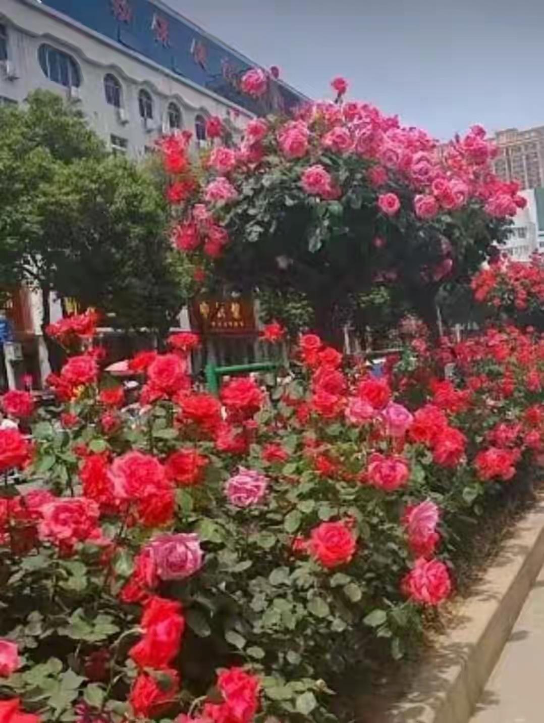 南阳的春天简直是一场繁花盛宴！从早春的梅花、玉兰，到暮春的杜鹃、月季，四季更迭都
