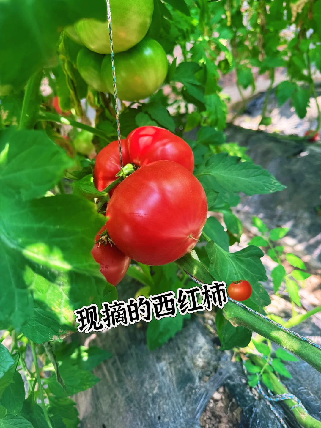 公考人最好的休息方式：赶集+采摘