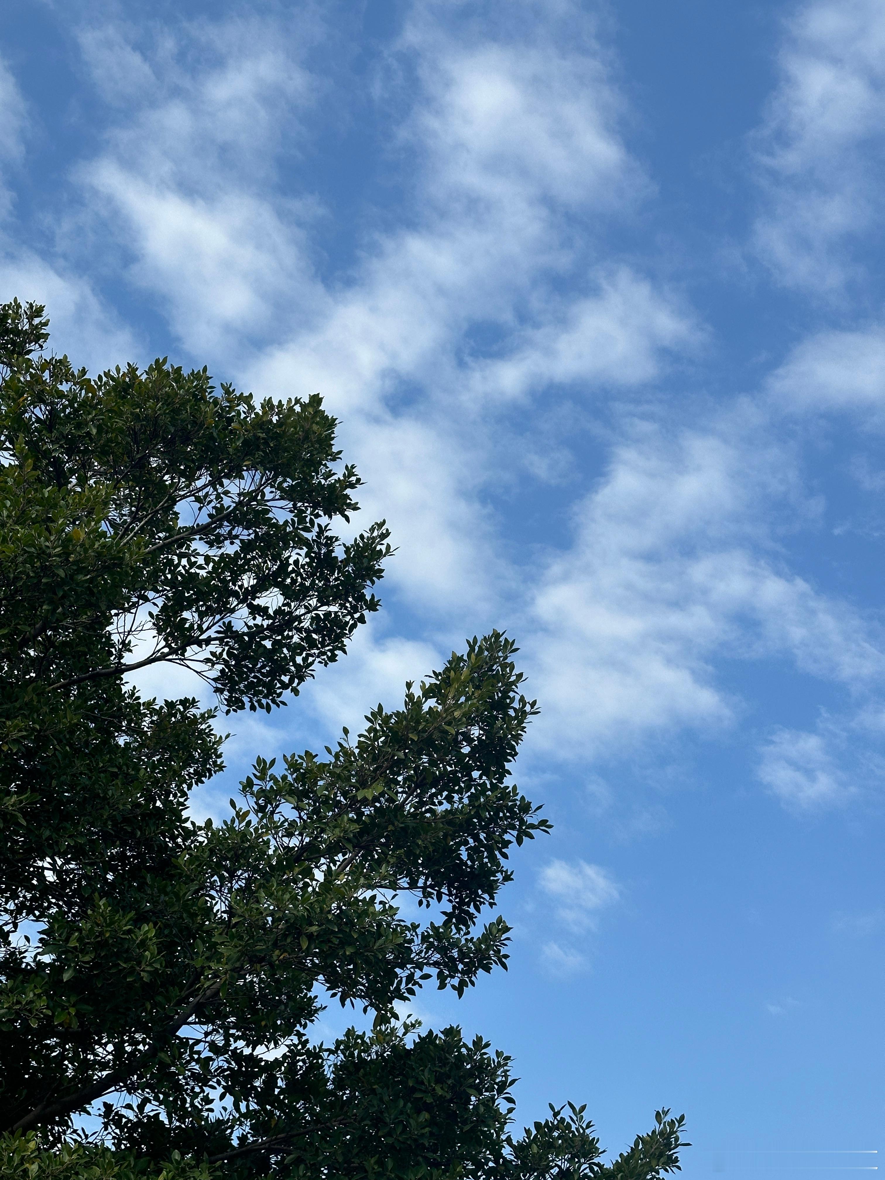 大年初一蓝天白云好天气[比耶]好适合出去玩大家会出门玩还是留在家里拜年呢？ 