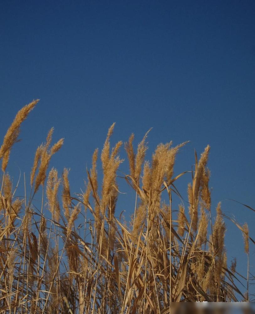 现在很多乡镇单位都不想招女性，因为这些单位吃过“亏”。

前几年招进来的女公务员