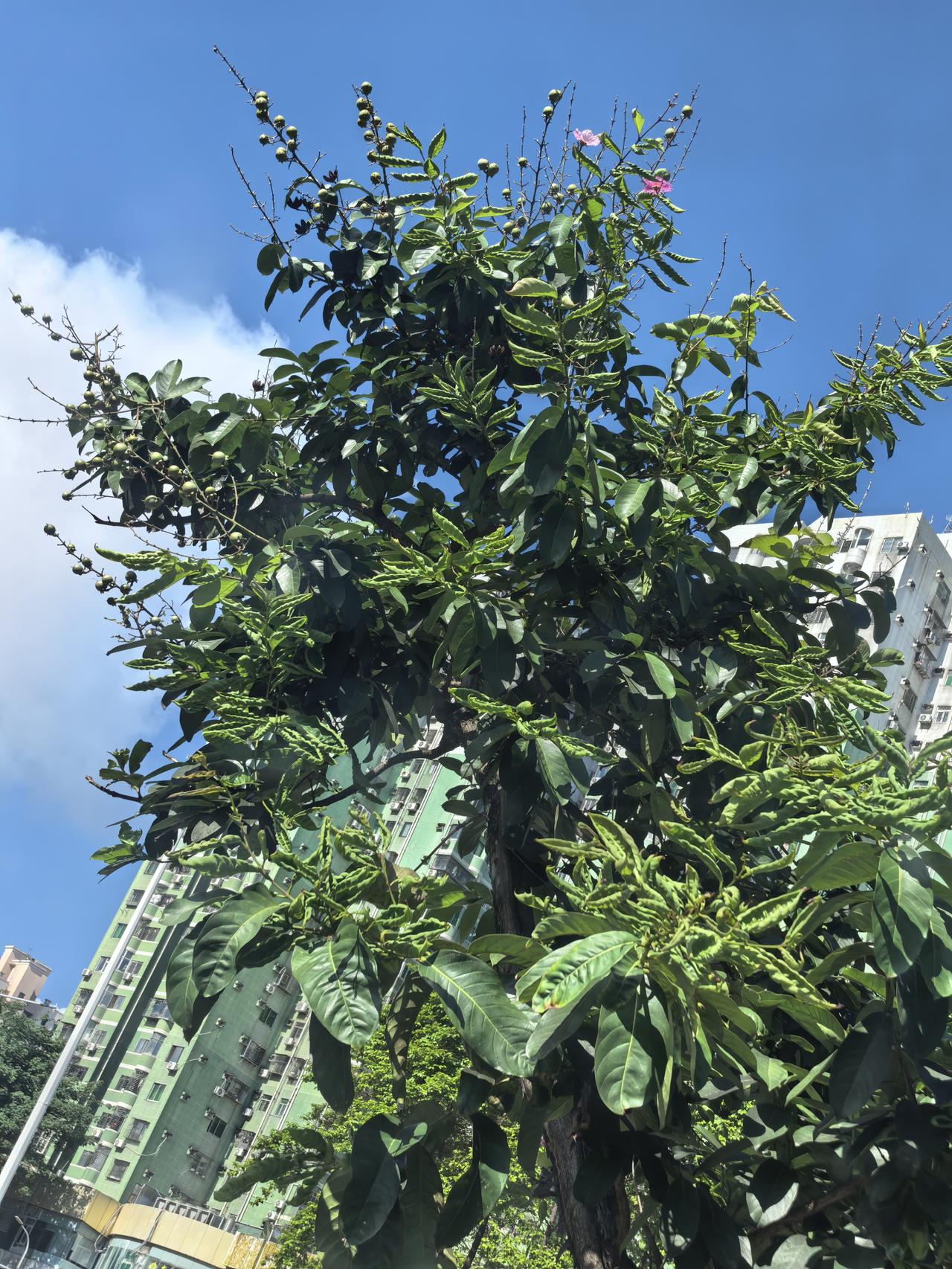 这棵树上共有两朵花，一夺是红色，还有一朵是粉色。树梢有几串像果实，真不知是什么树