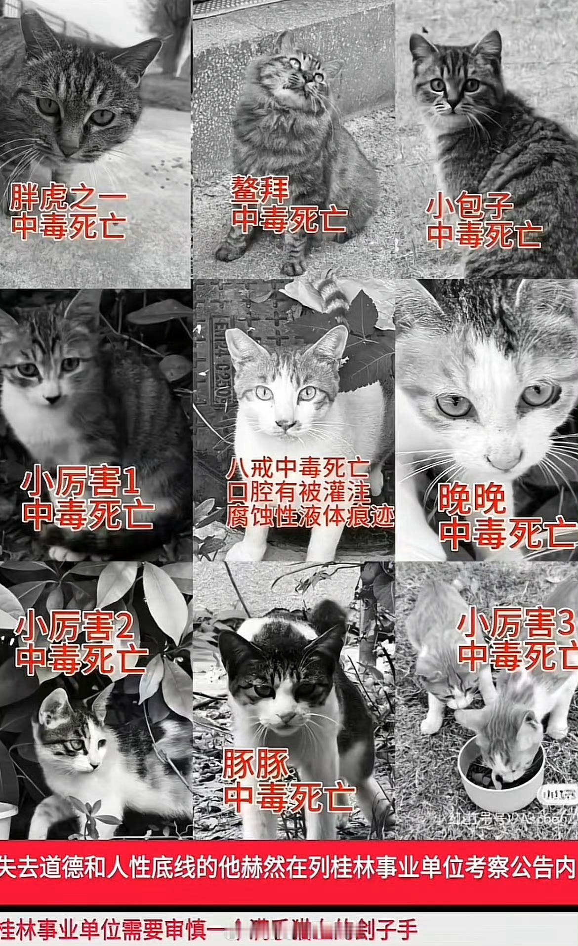 虐猫考生上岸失败系道德品行等问题 现在体制内录取真的要严格一些了，有些人的恶意行