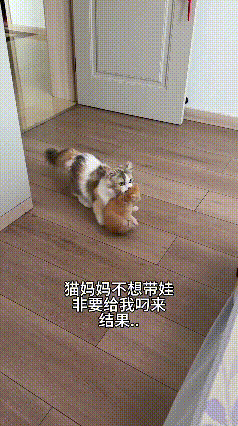 刚刷到这段视频，给我笑坏了。
猫妈妈不想带娃，非要把小奶猫叼给主人。它叼着小猫从